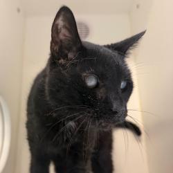 Shelter Stray Female Cat last seen , Animal Care & Control Team of Philly, 111 W Hunting Park Ave, Philadelphia, PA 19140, USA
