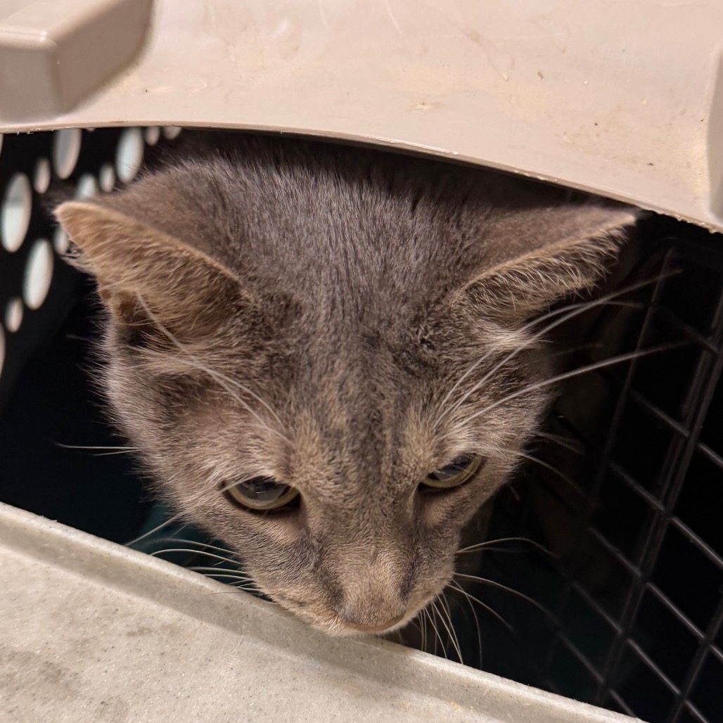 Shelter Stray Male Cat last seen , Animal Care & Control Team of Philly, 111 W Hunting Park Ave, Philadelphia, PA 19140, USA
