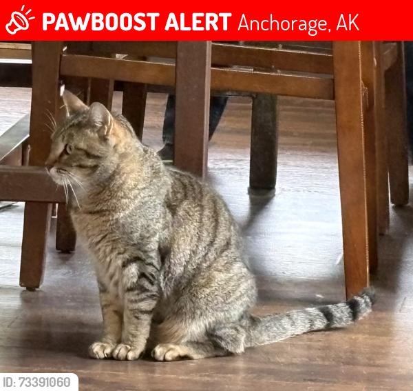 Lost Male Cat last seen Kutcher & Elmore, Anchorage, AK 99516