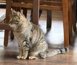 Lost Male Cat last seen Kutcher & Elmore, Anchorage, AK 99516