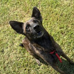 Shelter Stray Female Dog last seen , 328 Furman Hall Rd, Greenville, SC 29609, USA