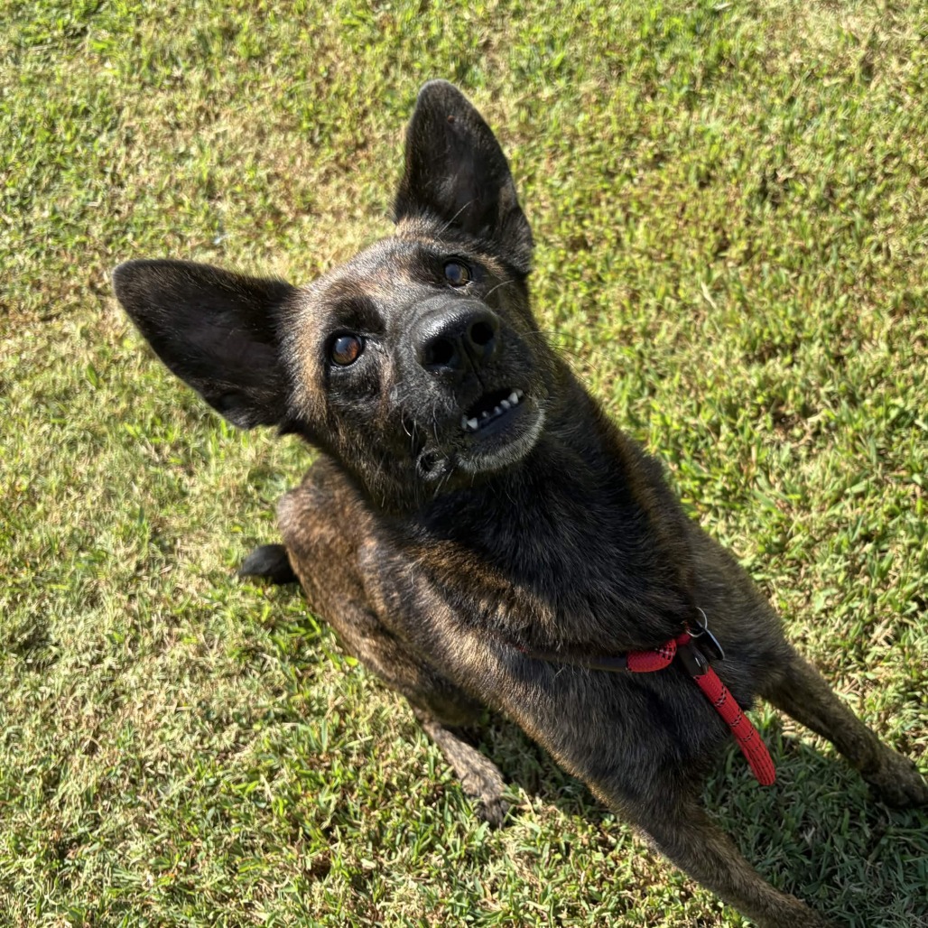 Shelter Stray Female Dog last seen , 328 Furman Hall Rd, Greenville, SC 29609, USA