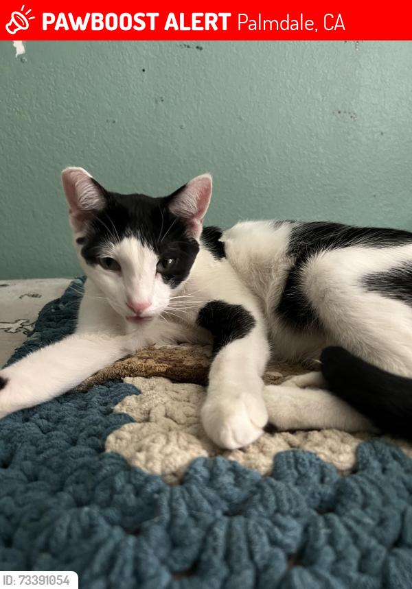 Lost Male Cat last seen Cicero Dr, Palmdale, CA 93552