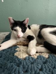 Lost Male Cat last seen Cicero Dr, Palmdale, CA 93552