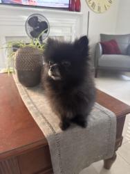 Found/Stray Female Dog last seen Flickinger, San Jose, CA 95131