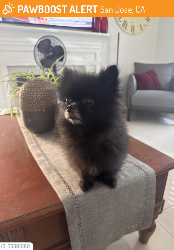 Found/Stray Female Dog last seen Flickinger, San Jose, CA 95131