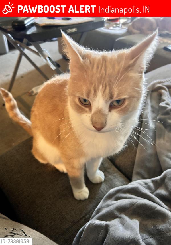 Lost Male Cat last seen Montavia Lane in Wildcat Run Addition, Indianapolis, IN 46239