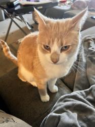 Lost Male Cat last seen Montavia Lane in Wildcat Run Addition, Indianapolis, IN 46239