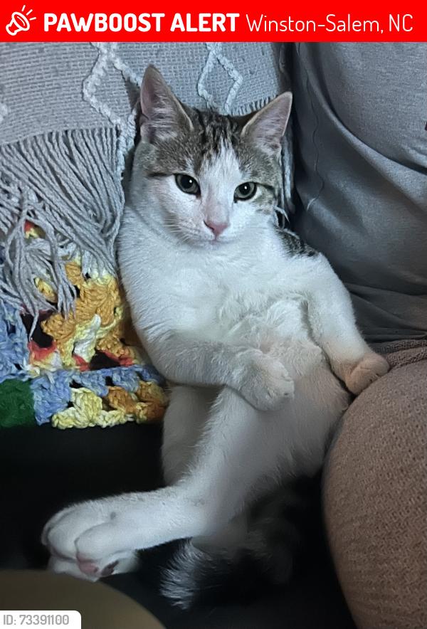 Lost Male Cat last seen White Rock Rd, Winston-Salem, NC 27105