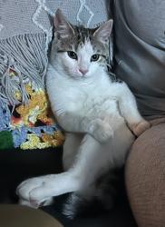 Lost Male Cat last seen White Rock Rd, Winston-Salem, NC 27105