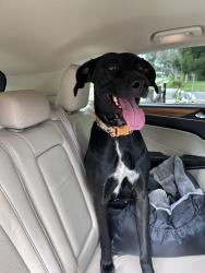 Found/Stray Female Dog last seen Lench, Prudence, Sarasota, FL 34235