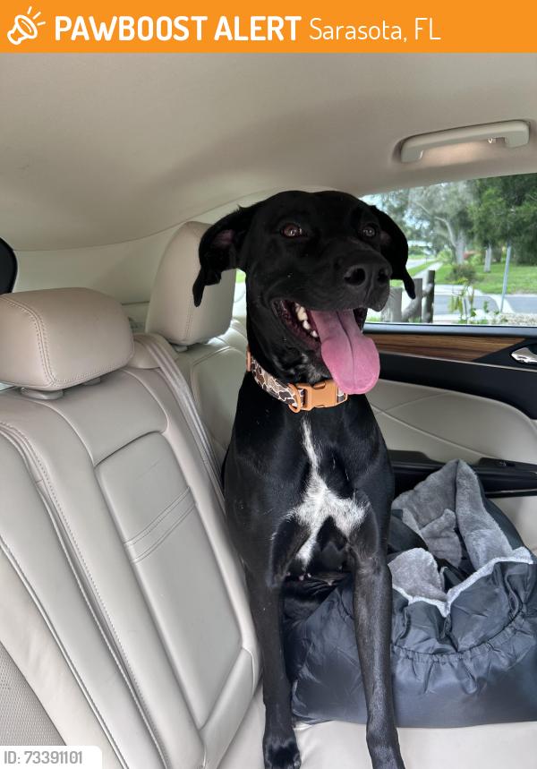 Found/Stray Female Dog last seen Lench, Prudence, Sarasota, FL 34235