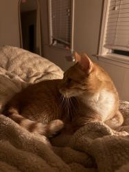 Found/Stray Male Cat last seen Wakefield pines, Wakefield crossing, Raleigh, NC 27614
