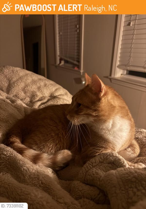 Found/Stray Male Cat last seen Wakefield pines, Wakefield crossing, Raleigh, NC 27614