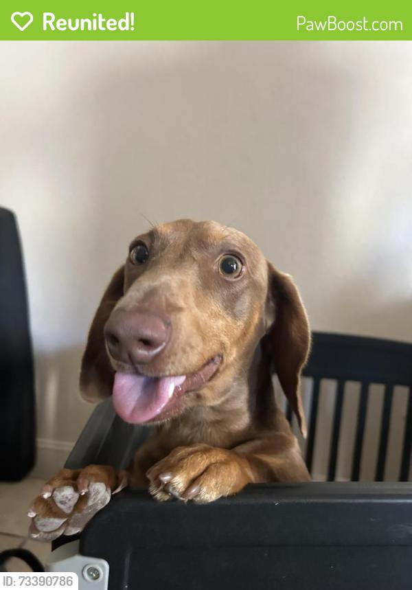Reunited Unknown Dog last seen Point conception and Point Arguello, Chula Vista, CA 91911