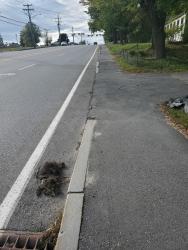 Found/Stray Unknown Cat last seen Next to the street vent going uphill.Fur makes me think of a cat, but claws make me second guess. Warning, it's a mangled mess.., Waterville, ME 04901
