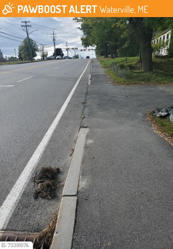 Found/Stray Unknown Cat last seen Next to the street vent going uphill.Fur makes me think of a cat, but claws make me second guess. Warning, it's a mangled mess.., Waterville, ME 04901