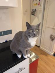 Lost Female Cat last seen Back of flts at Heath field Terrace, Chiswick, England W4 4NU