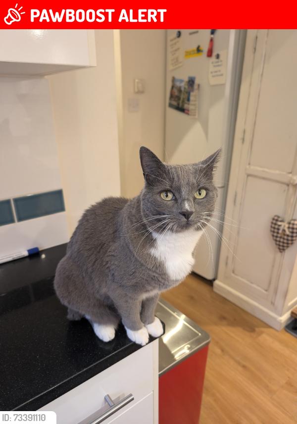 Lost Female Cat last seen Back of flts at Heath field Terrace, Chiswick, England W4 4NU
