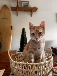 Lost Male Cat last seen Grit Cycle near 17th streeet, Costa Mesa, CA 92627