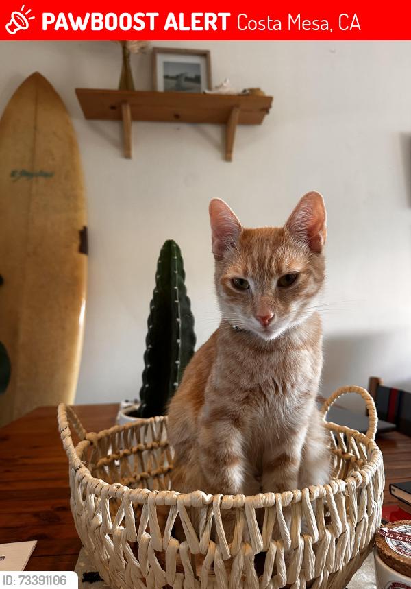 Lost Male Cat last seen Grit Cycle near 17th streeet, Costa Mesa, CA 92627