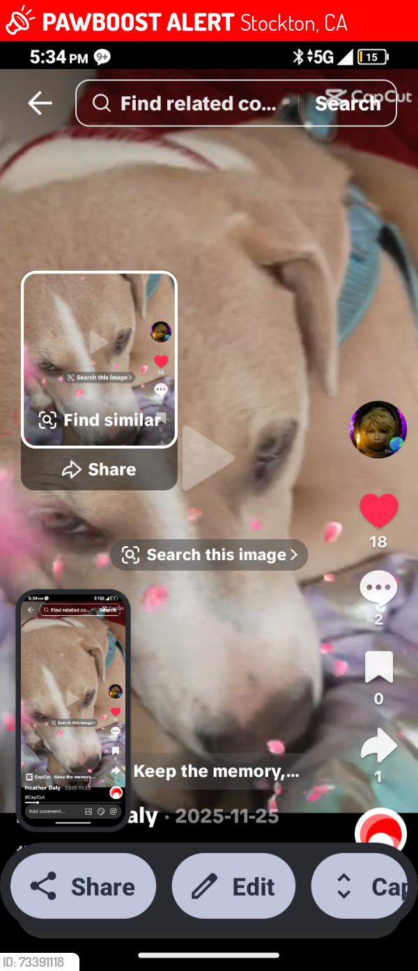Lost Female Dog last seen Near bright star place, Stockton, CA 95209