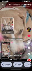 Lost Female Dog last seen Near bright star place, Stockton, CA 95209