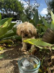 Reunited Male Dog last seen Inglewood, CA, USA, Inglewood, CA 90301