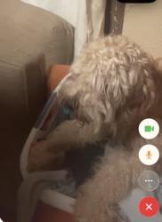 Reunited Male Dog last seen Castleton, Staten Island, NY 10310