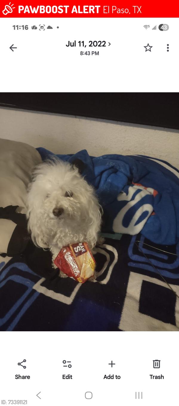 Lost Female Dog last seen Diana Street northeast area, El Paso, TX 79904
