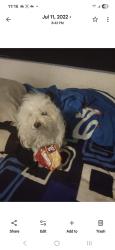 Lost Female Dog last seen Diana Street northeast area, El Paso, TX 79904