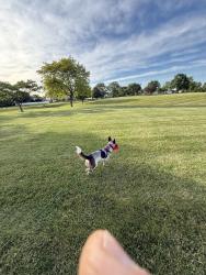 Reunited Male Dog last seen Summit and Drake, Schaumburg, IL 60193