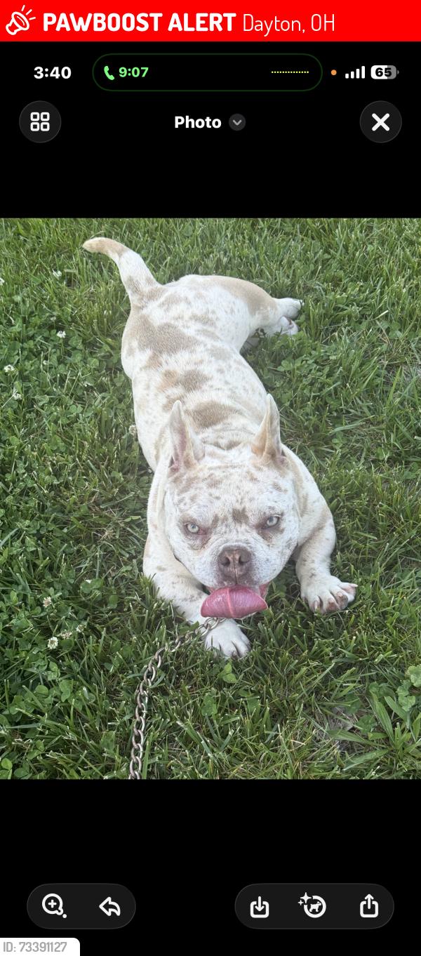 Lost Female Dog last seen Catalpa Dr, Dayton, OH 45406