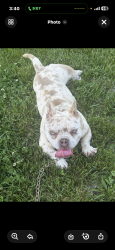 Lost Female Dog last seen Catalpa Dr, Dayton, OH 45406