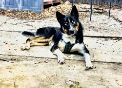 Reunited Male Dog last seen Chestnut and Bixby Rd., Long Beach, CA 90807