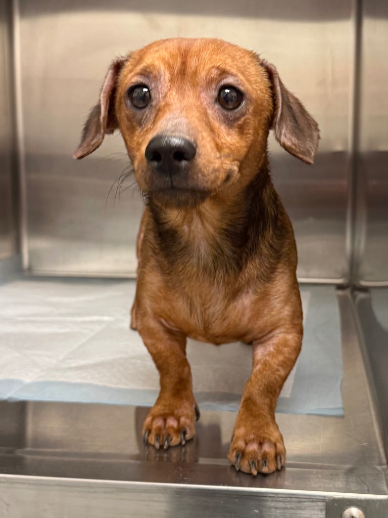 Shelter Stray Male Dog last seen Midwest City, 8485 E Reno Ave, Midwest City, OK 73110, USA