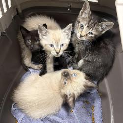Shelter Stray Male Cat last seen , 593 Fairview Ave N, St Paul, MN 55104, USA