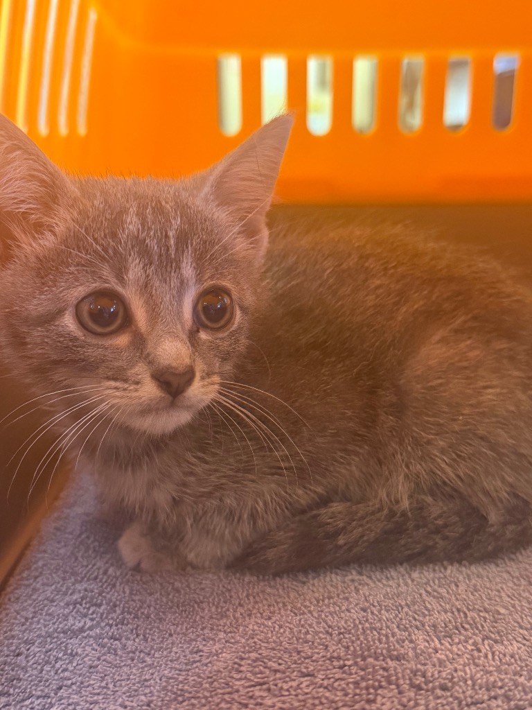 Shelter Stray Female Cat last seen Bexar County, 3353 Morningside Dr, New Braunfels, TX 78132, USA