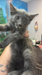 Shelter Stray Male Cat last seen Bexar County, 3353 Morningside Dr, New Braunfels, TX 78132, USA
