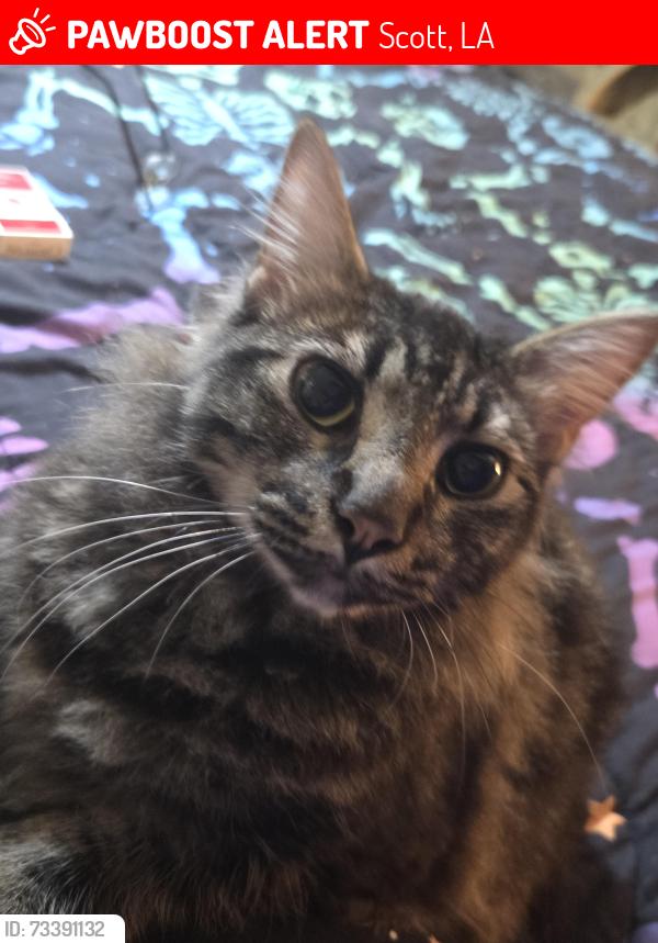Lost Male Cat last seen Westgate trailer park, Scott, LA 70583