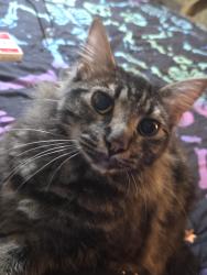 Lost Male Cat last seen Westgate trailer park, Scott, LA 70583