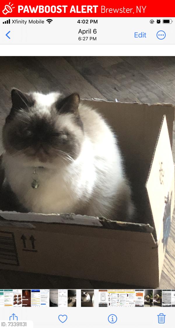 Lost Female Cat last seen Near CARMEL AVE APT1 BREWSTER NY 10509, Brewster, NY 10509