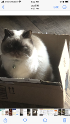 Lost Female Cat last seen Near CARMEL AVE APT1 BREWSTER NY 10509, Brewster, NY 10509