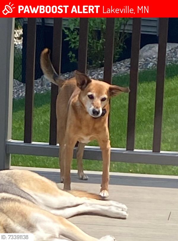 Lost Male Dog last seen 210th st west Lakeville, Lakeville, MN 55024