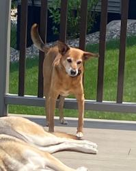 Lost Male Dog last seen 210th st west Lakeville, Lakeville, MN 55024