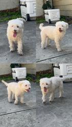 Reunited Female Dog last seen Sierra Rd and Berryessa Rd, San Jose, CA 95132