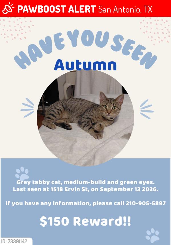 Lost Female Cat last seen Walters & Carson, San Antonio, TX 78208