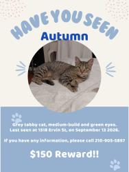 Lost Female Cat last seen Walters & Carson, San Antonio, TX 78208