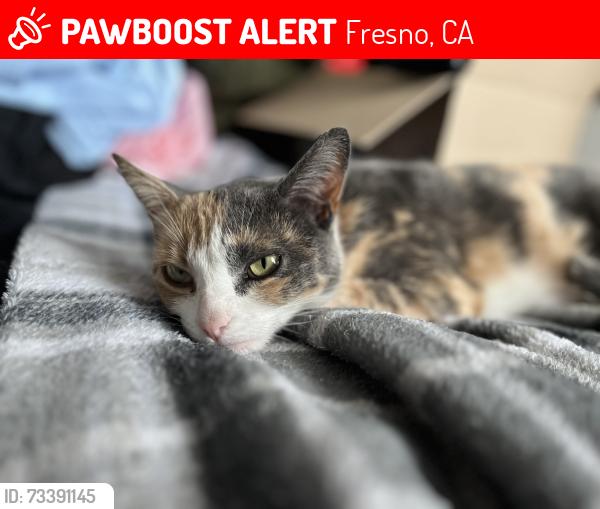Lost Female Cat last seen Chestnut and need, Fresno, CA 93720