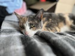 Lost Female Cat last seen Chestnut and need, Fresno, CA 93720